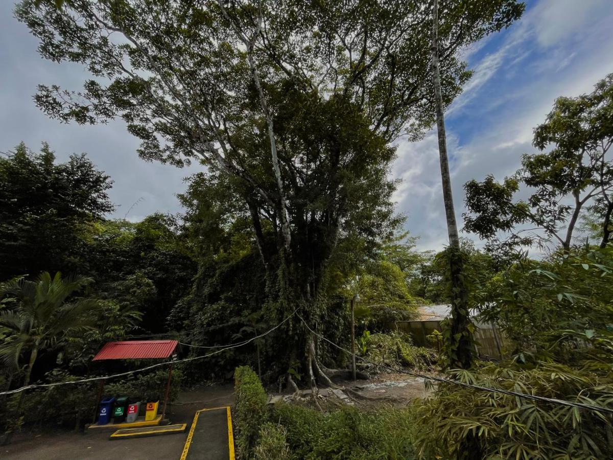 Los Amigos Jungle Hotel Тортугеро Экстерьер фото