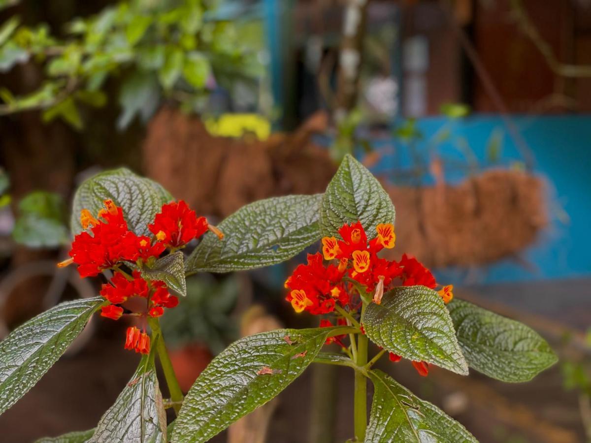 Los Amigos Jungle Hotel Тортугеро Экстерьер фото