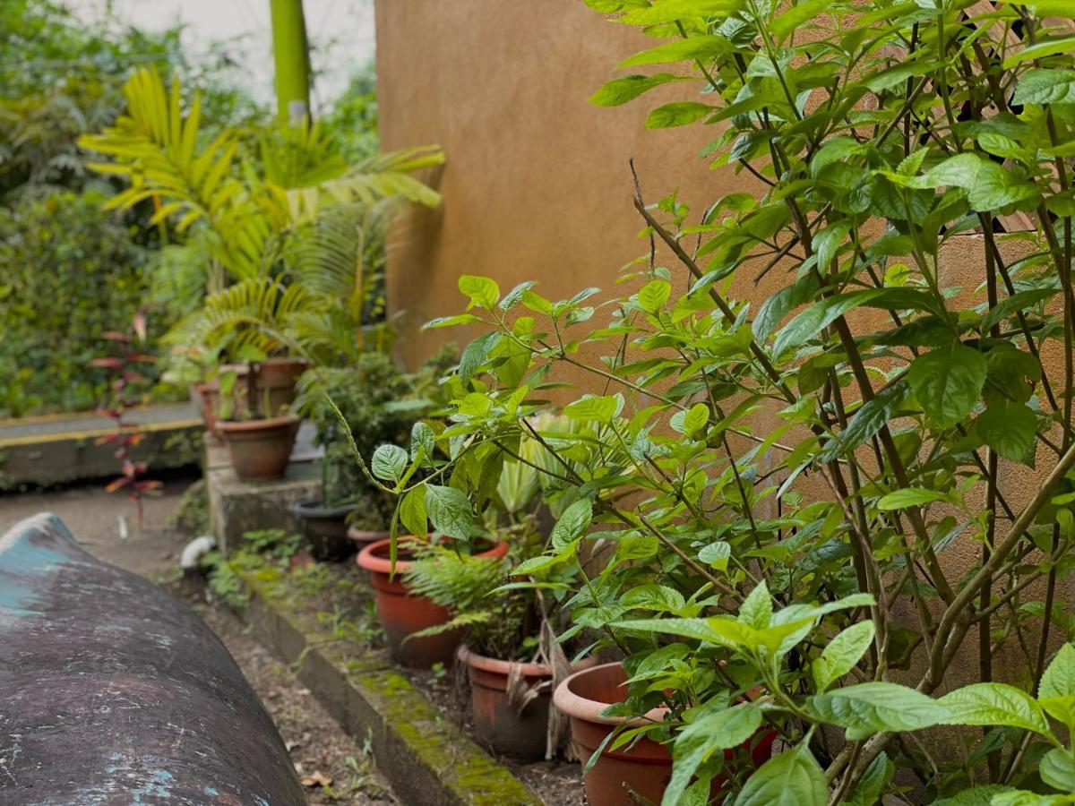 Los Amigos Jungle Hotel Тортугеро Экстерьер фото