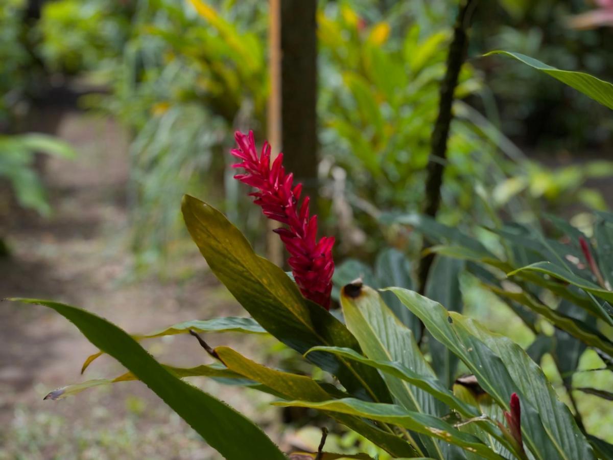 Los Amigos Jungle Hotel Тортугеро Экстерьер фото